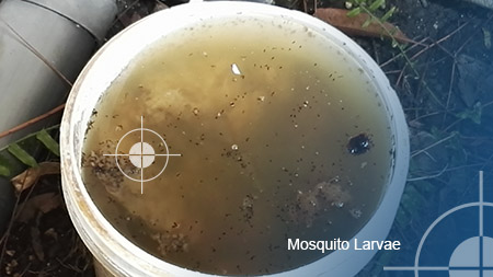 Mosquito termination jamaica