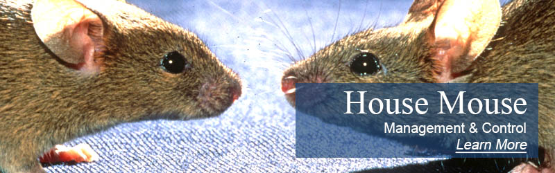 house mouse jamaica