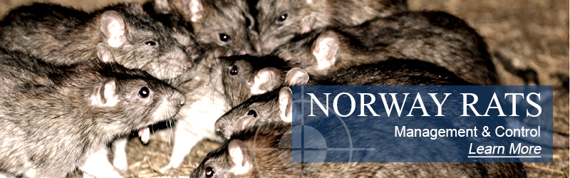 norway rat jamaica