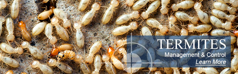 termites jamaica