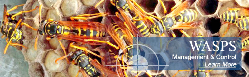 wasps jamaica