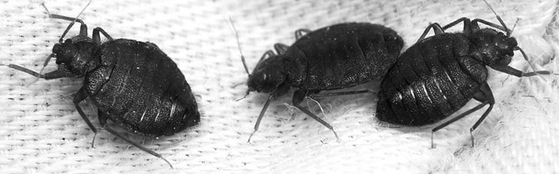 bed bug jamaica