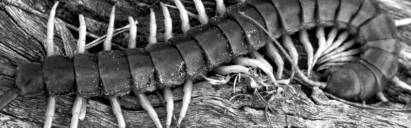 centiped jamaica