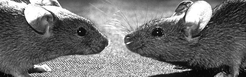 house mice jamaica