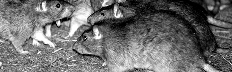 norway rat jamaica