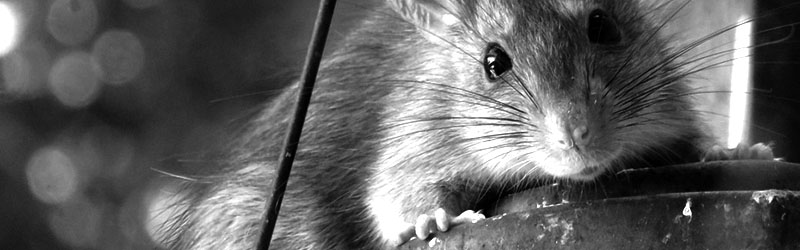 roof rat jamaica