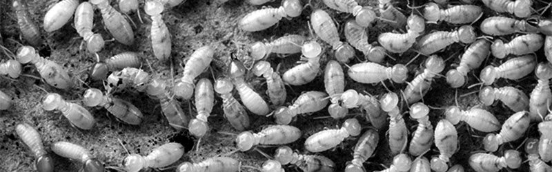 termites jamaica