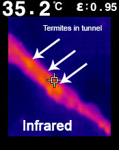 Infrared showing termites in tunnel jamaica