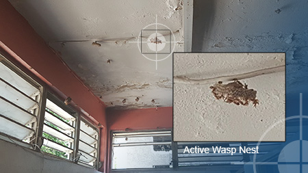 wasp termination jamaica